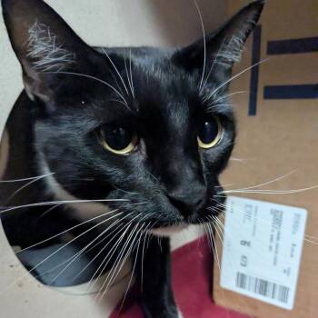 Domestic Short Hair Cats Available for Adoption in Providence, Rhode Island - Snuggles | PetCurious