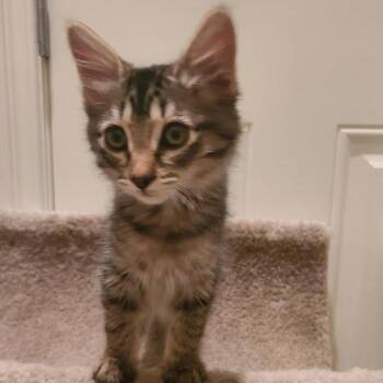 Gia -  Domestic Medium Hair Cat for Adoption in Prescott, Arizona - Gia | PetCurious