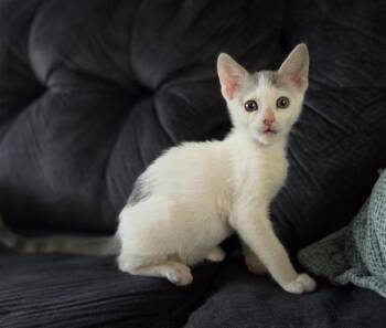SCRUNCH -  Domestic Short Hair Cat for Adoption in Salinas, California - SCRUNCH | PetCurious