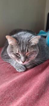 Luna -  Domestic Short Hair Cat for Adoption in Northfield, Ohio - Luna | PetCurious