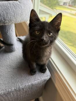 Domestic Short Hair Cats Available for Adoption in Greensboro, North Carolina - Doyle | PetCurious