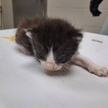 Corvid -  American Shorthair Cat for Adoption in Lufkin, Texas - Corvid | PetCurious
