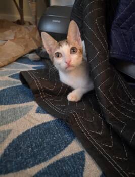 John -  Domestic Short Hair Cat for Adoption in St. Petersburg, Florida - John | PetCurious