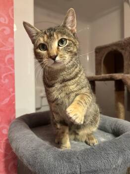 Domestic Short Hair Cats Available for Adoption in Albany, New York - Maria | PetCurious
