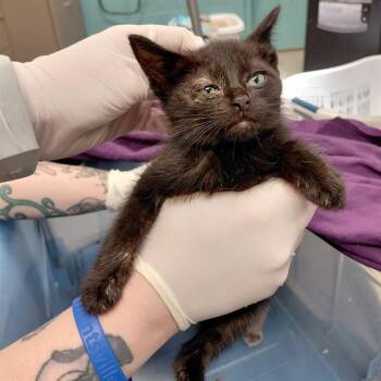 SWISH -  Domestic Short Hair Cat for Adoption - SWISH | PetCurious