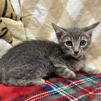 Granny -  Domestic Short Hair Cat for Adoption in Long Beach, California - Granny | PetCurious