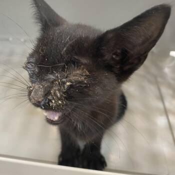 72389 -  Domestic Short Hair Cat for Adoption in Harrisonburg, Virginia - 72389 | PetCurious