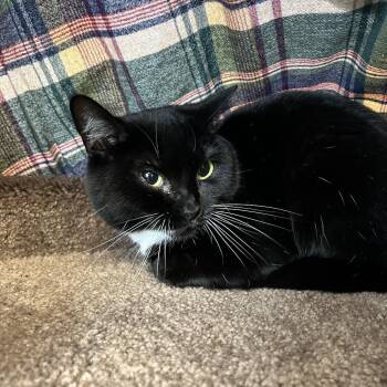 Moo Moo -  Domestic Short Hair Cat for Adoption in Bedford, New Hampshire - Moo Moo | PetCurious