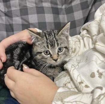 Leo -  Domestic Short Hair Cat for Adoption in Detroit, Michigan - Leo | PetCurious