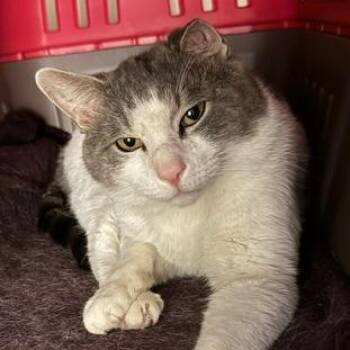 Gabriel -  Domestic Short Hair Cat for Adoption in Chicago, Illinois - Gabriel | PetCurious