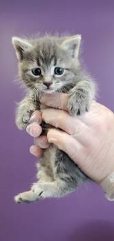 Parakeet -  Domestic Medium Hair Cat for Adoption in Salt Lake City, Utah - Parakeet | PetCurious