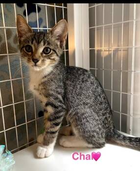 Chai -  Domestic Short Hair Cat for Adoption in Lunenburg, Massachusetts - Chai | PetCurious