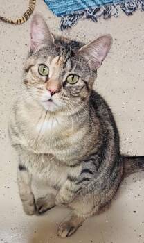 Domestic Short Hair Cats Available for Adoption in Wayland, Massachusetts - Sparkle Muffin | PetCurious