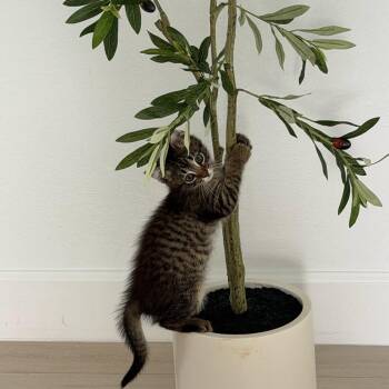 Domestic Short Hair Cats Available for Adoption in Englewood, Florida - Libs | PetCurious