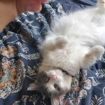 Sugar - A single hooman companion -  Domestic Medium Hair Cat for Adoption in Fountain Valley, California - Sugar - A Single Hooman Companion | PetCurious
