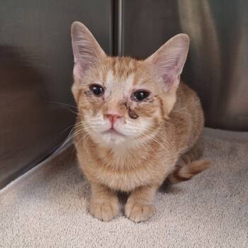 Rescue Domestic Short Hair Cats for Adoption in Kansas City, Missouri - Jeremiah | PetCurious