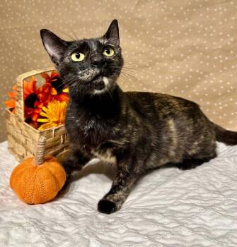 Cabbage -  Domestic Short Hair Cat for Adoption in Groveland, Massachusetts - Cabbage | PetCurious