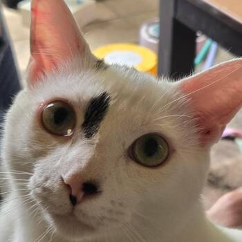 Miso -  Domestic Short Hair Cat for Adoption in West Palm Beach, Florida - Miso | PetCurious