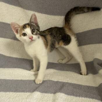 Daisy -  Domestic Short Hair Cat for Adoption in Newberg, Oregon - Daisy | PetCurious