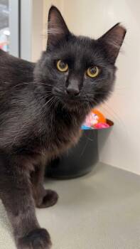 Jay INDOOR ONLY -  Domestic Medium Hair Cat for Adoption in Stockton, California - Jay INDOOR ONLY | PetCurious