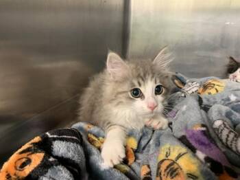Domestic Medium Hair and Domestic Short Hair Cats Available for Adoption in Grand Prairie, Texas - THORN | PetCurious