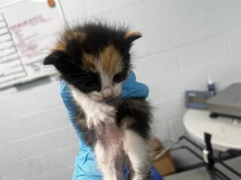FEATHER -  Domestic Medium Hair Cat for Adoption in Charlotte, North Carolina - FEATHER | PetCurious