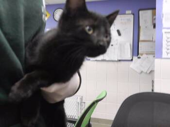 ROVER -  Domestic Short Hair Cat for Adoption in Omaha, Nebraska - ROVER | PetCurious