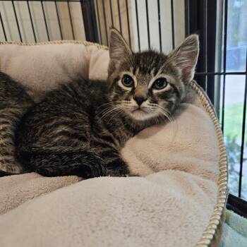 Domestic Short Hair Cats Available for Adoption in Port Townsend, Washington - Ledger | PetCurious