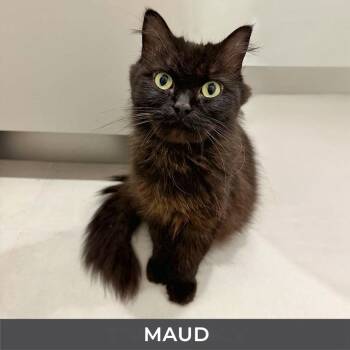 Maud -  Domestic Medium Hair Cat for Adoption in Toronto, Ontario - Maud | PetCurious
