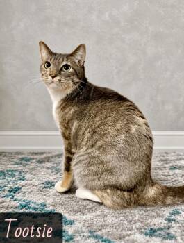 Tootsie -  Domestic Short Hair Cat for Adoption in Englewood, Florida - Tootsie | PetCurious
