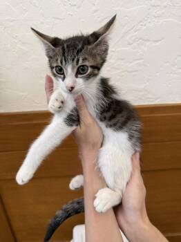 Wilkins ( CG) -  Tabby Cat for Adoption in Vacaville, California - Wilkins ( CG) | PetCurious