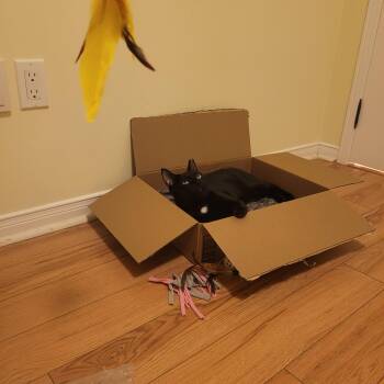 Bagheera -  Domestic Short Hair Cat for Adoption in Toronto, Ontario - Bagheera | PetCurious