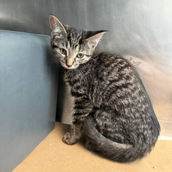 Pacific -  Domestic Short Hair Cat for Adoption in Chicago, Illinois - Pacific | PetCurious