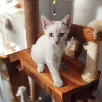 Sunshine -  Siamese Cat for Adoption in San Antonio, Texas - Sunshine | PetCurious