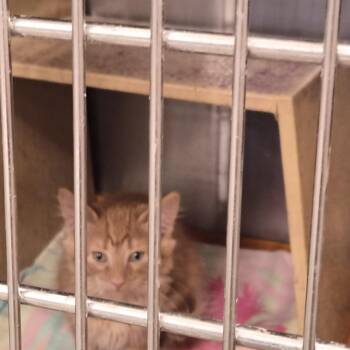 Rescue Domestic Medium Hair Cats for Adoption in Garden City, Colorado - Russle | PetCurious