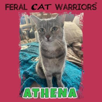 Athena -  Domestic Short Hair Cat for Adoption in Kingman, Arizona - Athena | PetCurious