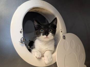 A885073 -  Domestic Short Hair Cat for Adoption in Camarillo, California - A885073 | PetCurious