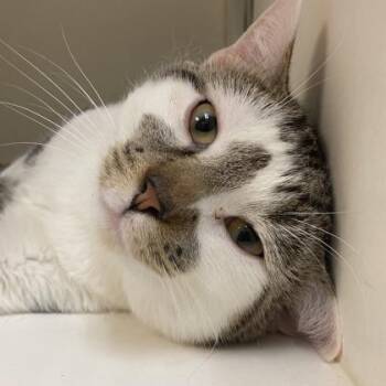Domestic Short Hair Cats Available for Adoption in West Chester, Pennsylvania - Prince | PetCurious
