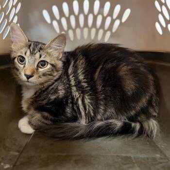 Quill -  Domestic Short Hair Cat for Adoption in Sarasota, Florida - Quill | PetCurious