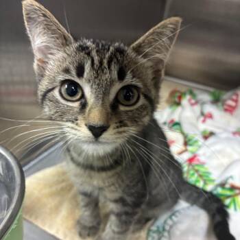 Starshine 28667 -  Domestic Short Hair Cat for Adoption in Middleburg, Florida - Starshine 28667 | PetCurious