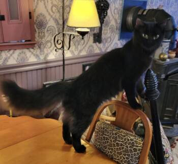 Molly -  Domestic Medium Hair Cat for Adoption in Export, Pennsylvania - Molly | PetCurious