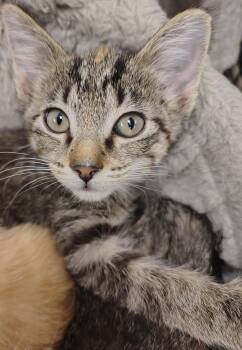 Rescue Domestic Short Hair Cats for Adoption in Mount Pleasant, Iowa - Spud | PetCurious