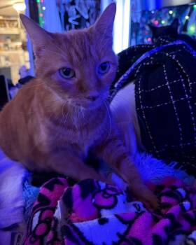 Peanut -  Domestic Short Hair Cat for Adoption in Largo, Florida - Peanut | PetCurious