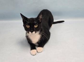 Mod -  Domestic Short Hair Cat for Adoption in Golden Valley, Minnesota - Mod | PetCurious