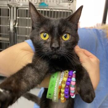 Domestic Short Hair Cats Available for Adoption - Garnet | PetCurious