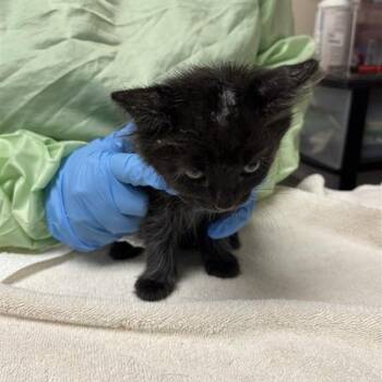 Apple Jacks -  Domestic Long Hair Cat for Adoption in Tempe, Arizona - Apple Jacks | PetCurious