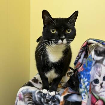 Domestic Short Hair Cats Available for Adoption in Bedford, New Hampshire - Pepper | PetCurious