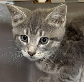 LETTY -  Domestic Short Hair Cat for Adoption in Aliquippa, Pennsylvania - LETTY | PetCurious