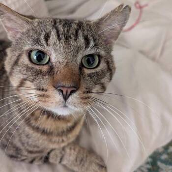 Chubs -  Domestic Short Hair Cat for Adoption in New York, New York - Chubs | PetCurious