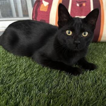 Rescue Domestic Short Hair Cats for Adoption in San Antonio, Texas - Jasper | PetCurious